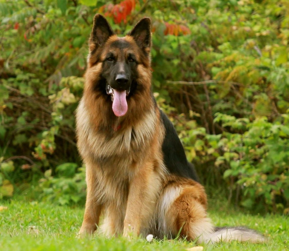 german shephad